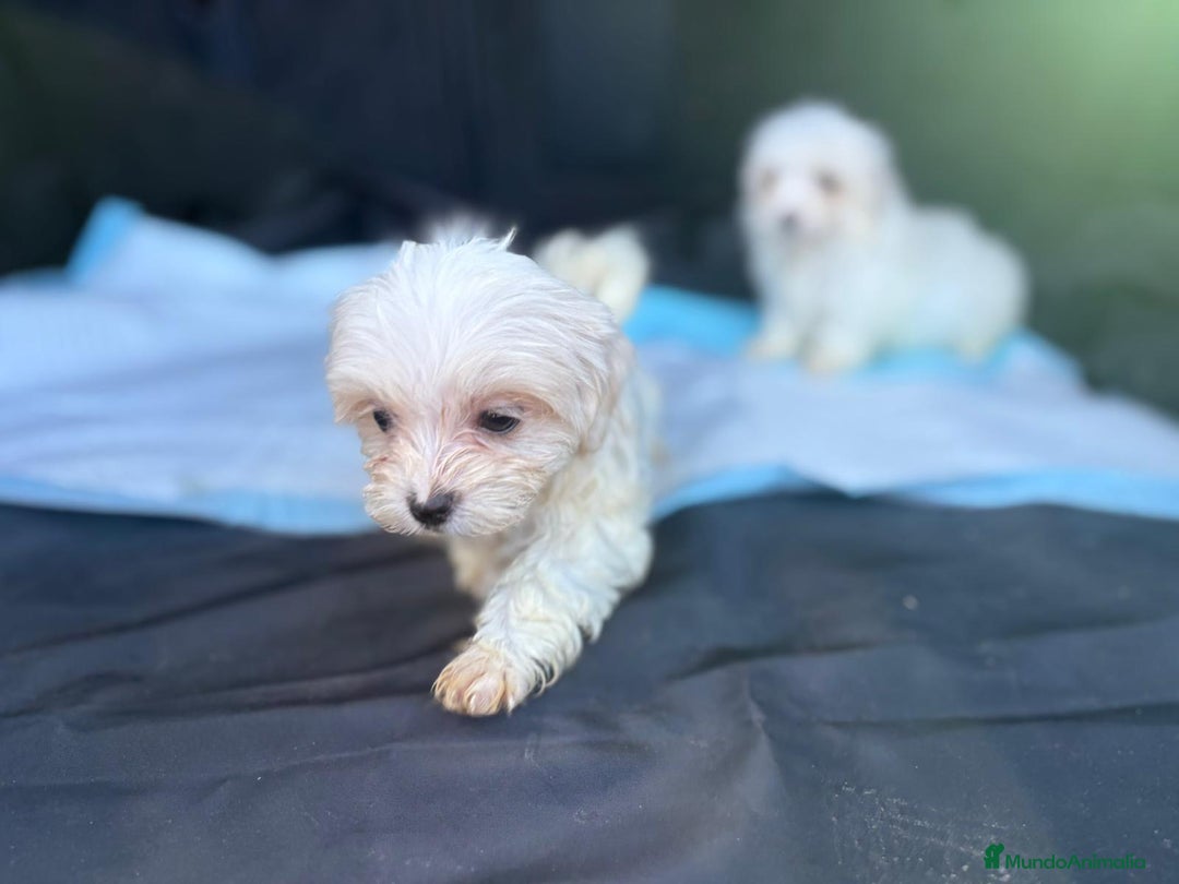Bichón Maltés perros en venta: Bichon maltés toy  - Imagen 7