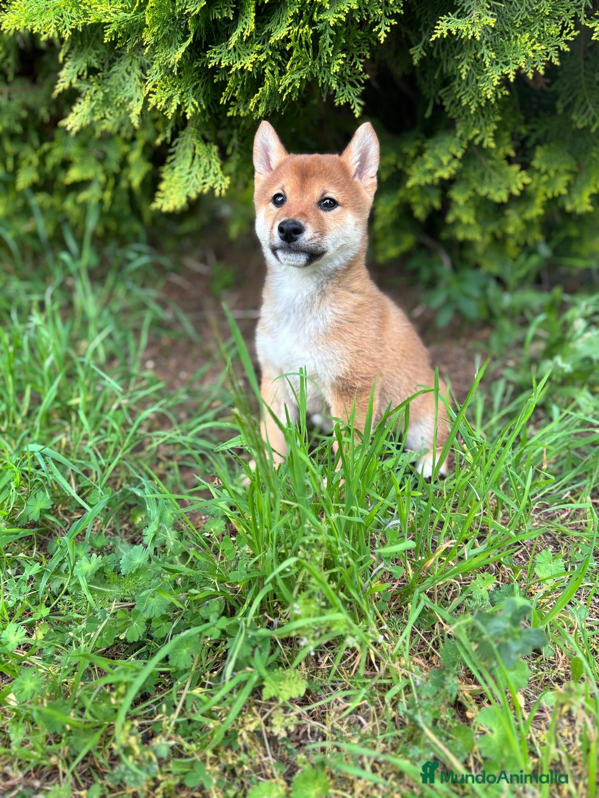 Shiba Inu perros en venta: Shiba inu hembra para entregar!! - Anuncio 8