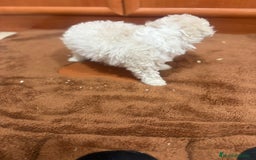Caniche Toy perros en venta: Caniche toy blanca - Imagen 4