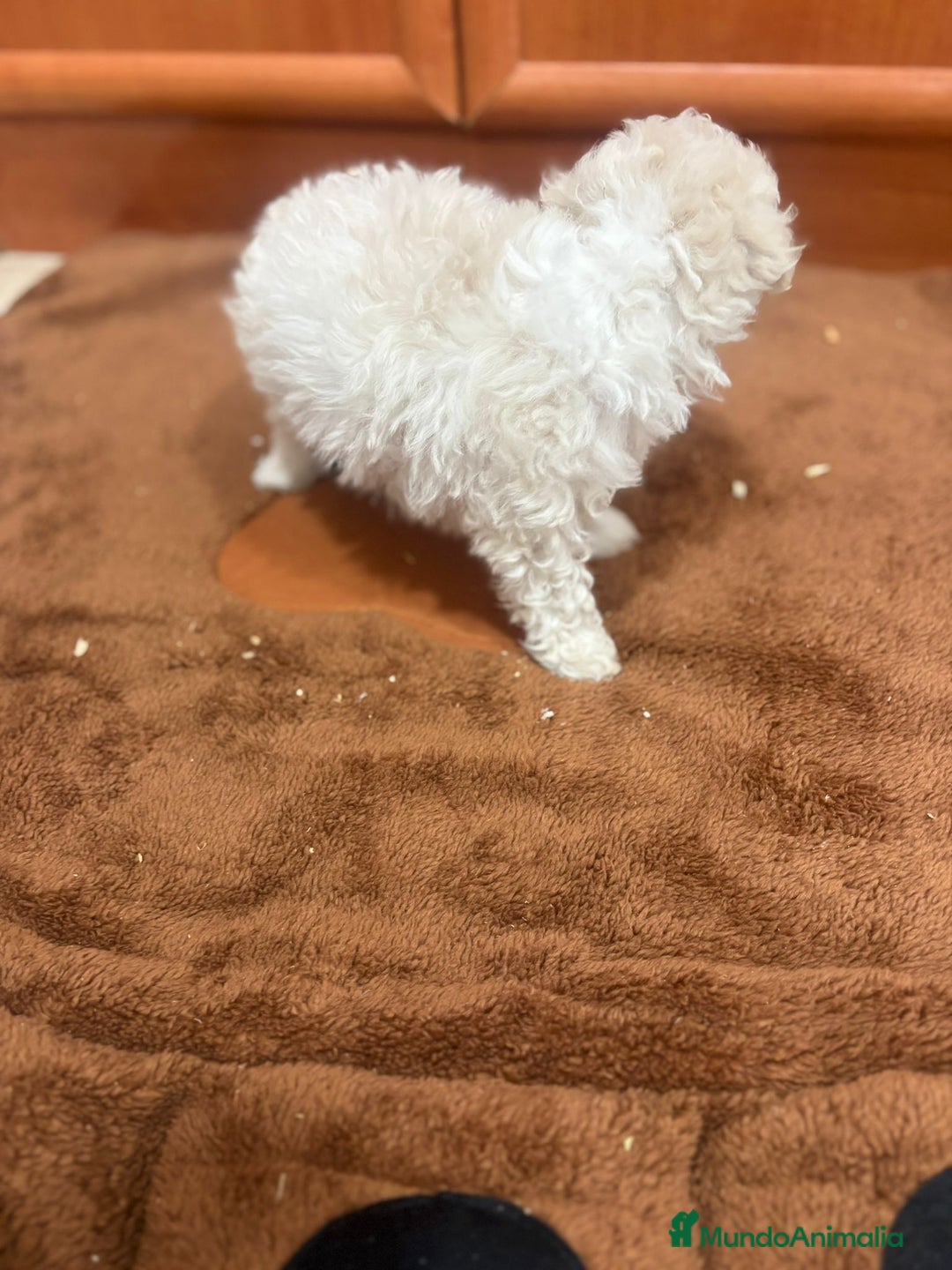 Caniche Toy perros en venta: Caniche toy blanca - Imagen 4