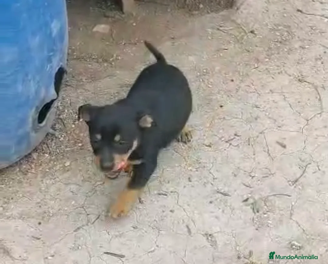 Raza Mixta perros en venta: PRECIOSA CACHORRA ( leer bien anuncio) - Anuncio 2