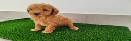 Caniche Toy perros en venta: Caniches toy - Anuncio 15