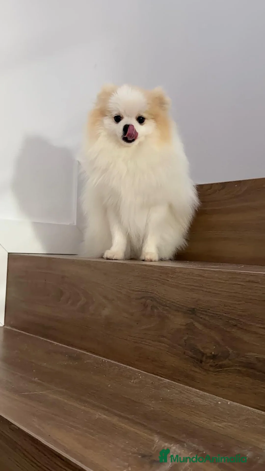 Pomerania perros en venta: Pomerania TOY Macho Línea Rusa  - Anuncio 7