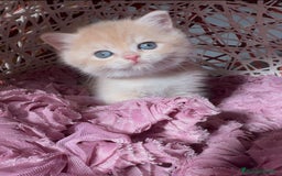 Británico de Pelo Corto gatos en venta: Gatitos British golden de pelo corto - Imagen 14
