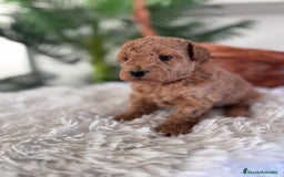 Caniche Toy perros en venta: CANICHE TOY MACHO - Anuncio 5