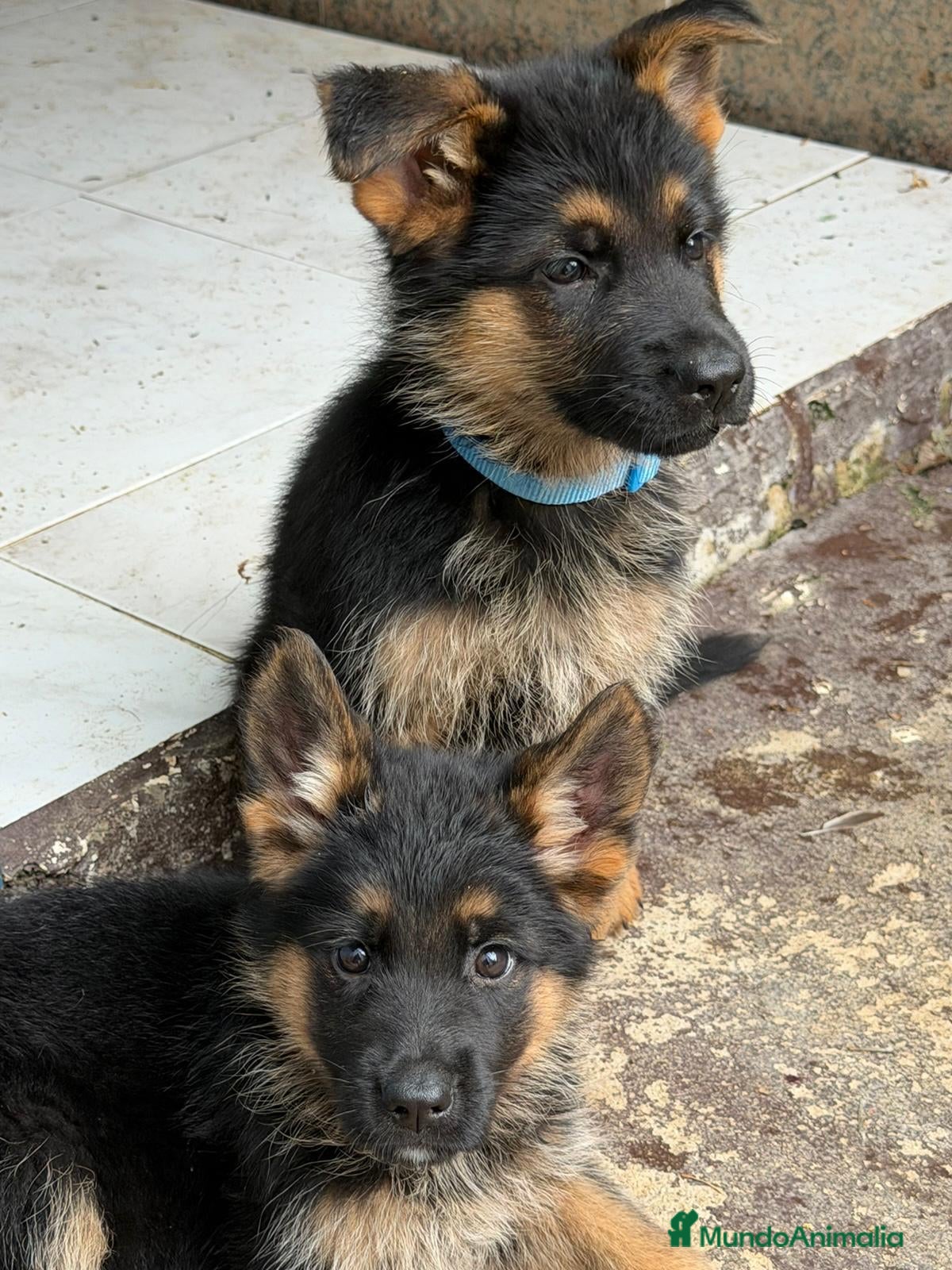 Pastor Alemán perros Cachorros pastor alemán Pedigree excelente  - Anuncio 1