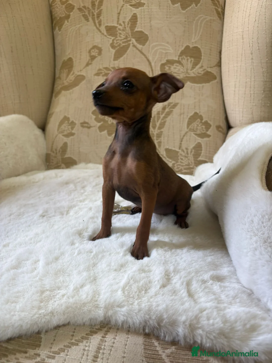 Pinscher Miniatura perros en venta: Pinscher Miniatura cachorros de ensueño - Anuncio 5