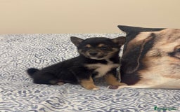 Shiba Inu perros en venta: Shiba Inu Rojos Y Negros Disponible  - Anuncio 1