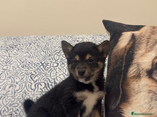 Shiba Inu perros Shiba Inu Rojos Y Negros Disponible - Anuncio 1