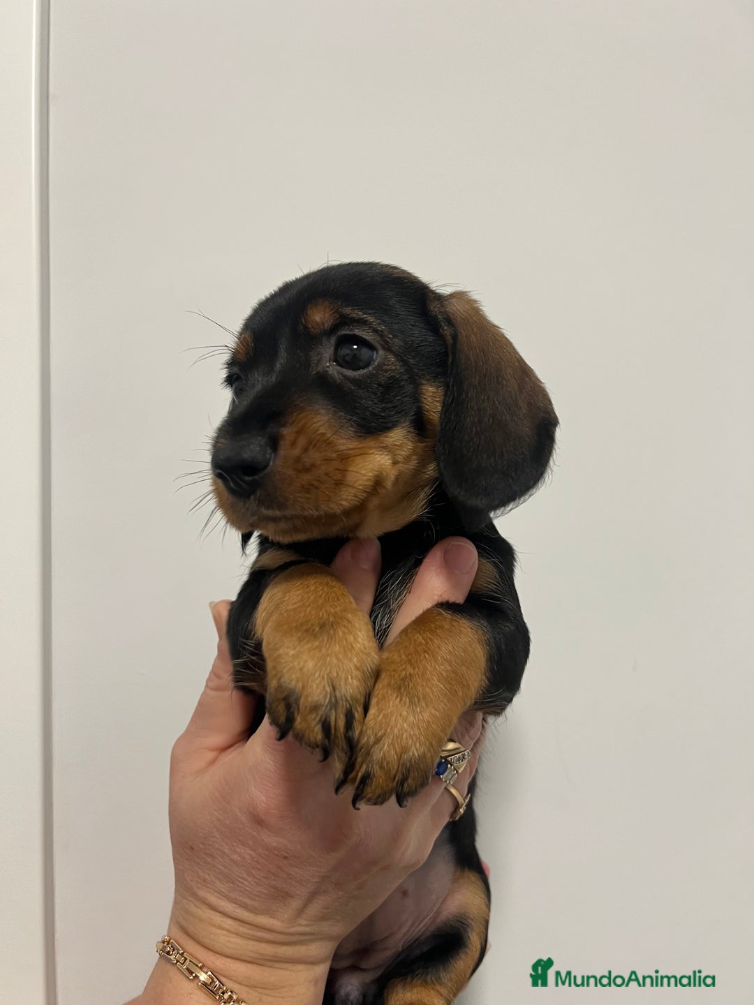 Teckel perros en venta: CACHORRITA DE TECKEL HEMBRA DISPONIBLE - Anuncio 1