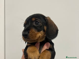 Teckel perros CACHORRITA DE TECKEL HEMBRA DISPONIBLE - Anuncio 2