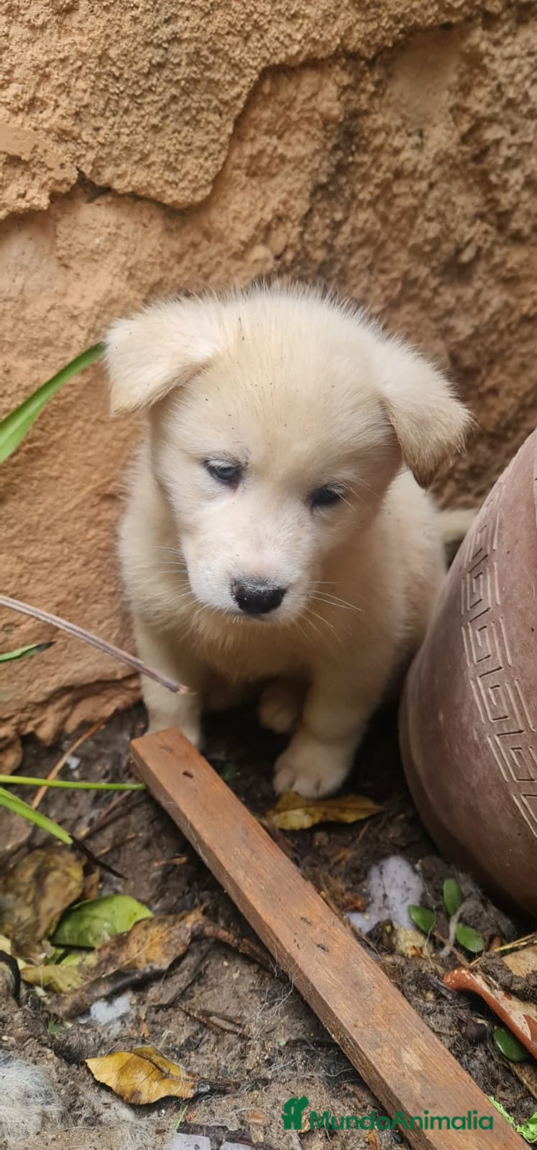 Husky Siberiano perros en venta: Husky siberiano blancos - Anuncio 4