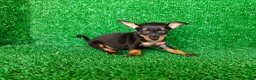 Pinscher Miniatura perros en venta: Pinscher miniatura - Anuncio 6
