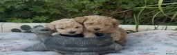 Maltipoo perros en venta: Maltipoo macho  - Anuncio 1