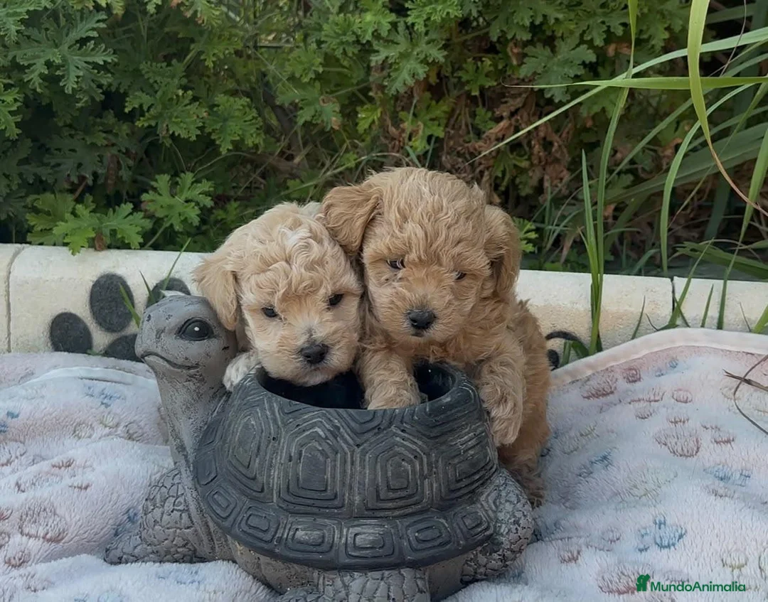 Maltipoo perros en venta: Maltipoo macho  - Anuncio 1