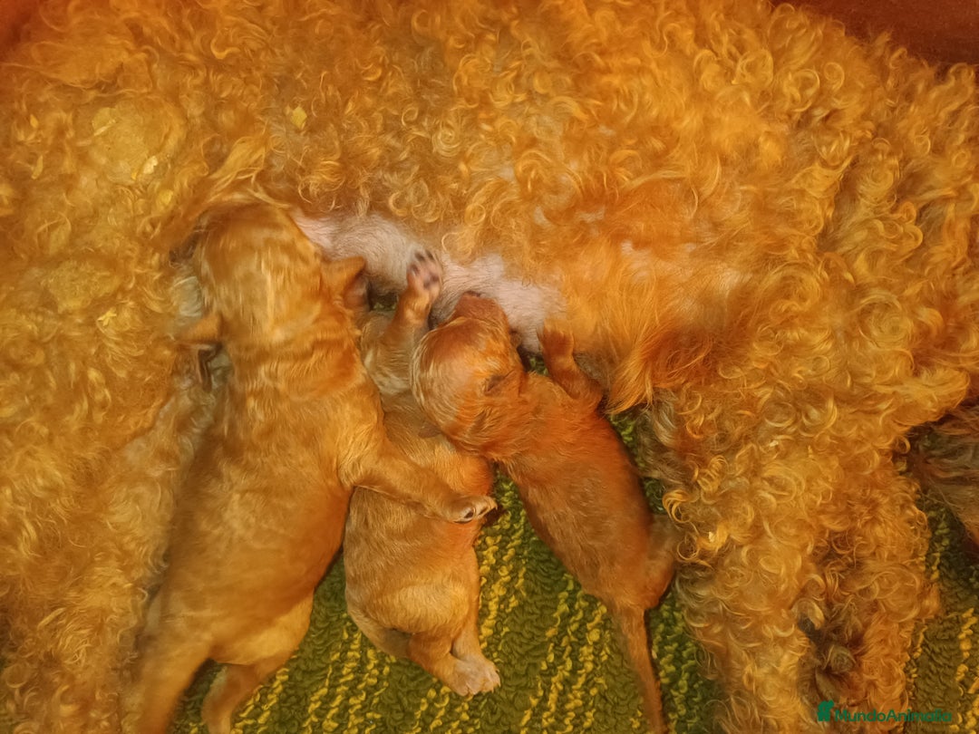 Caniche Toy perros en venta: Caniche toy  - Anuncio 1