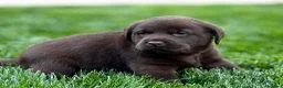 Labrador Retriever perros en venta: Cachorros de labrador Retriever  - Anuncio 5