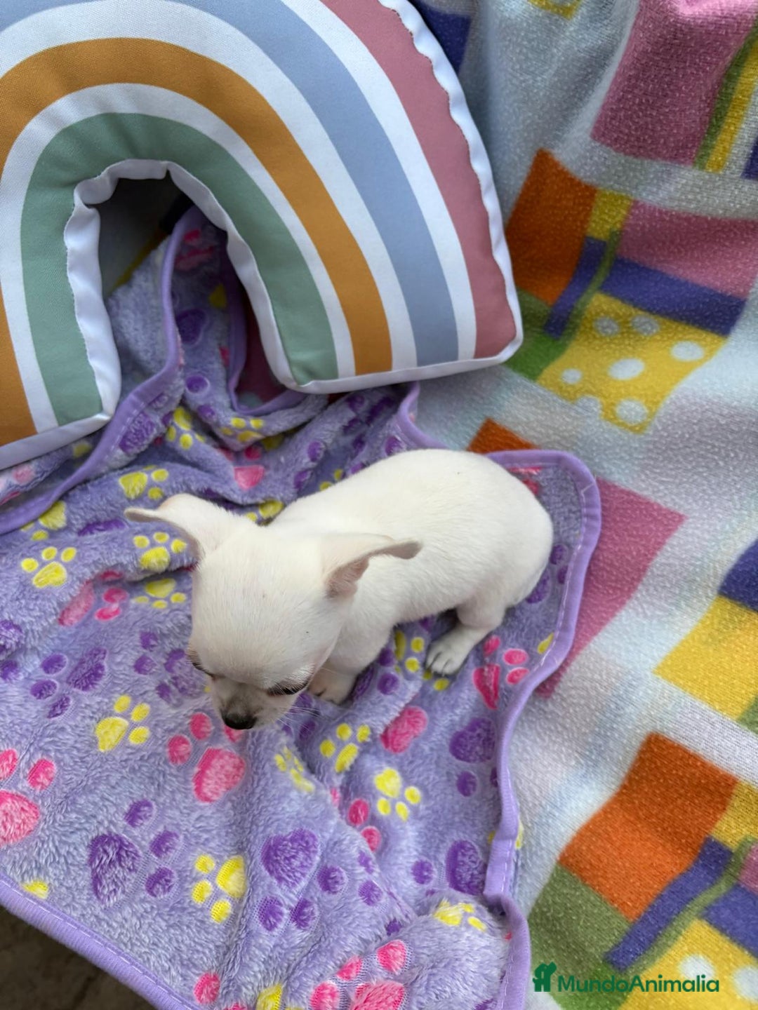 Chihuahua perros en venta: Increíble machito chihuahua tot - Imagen 7