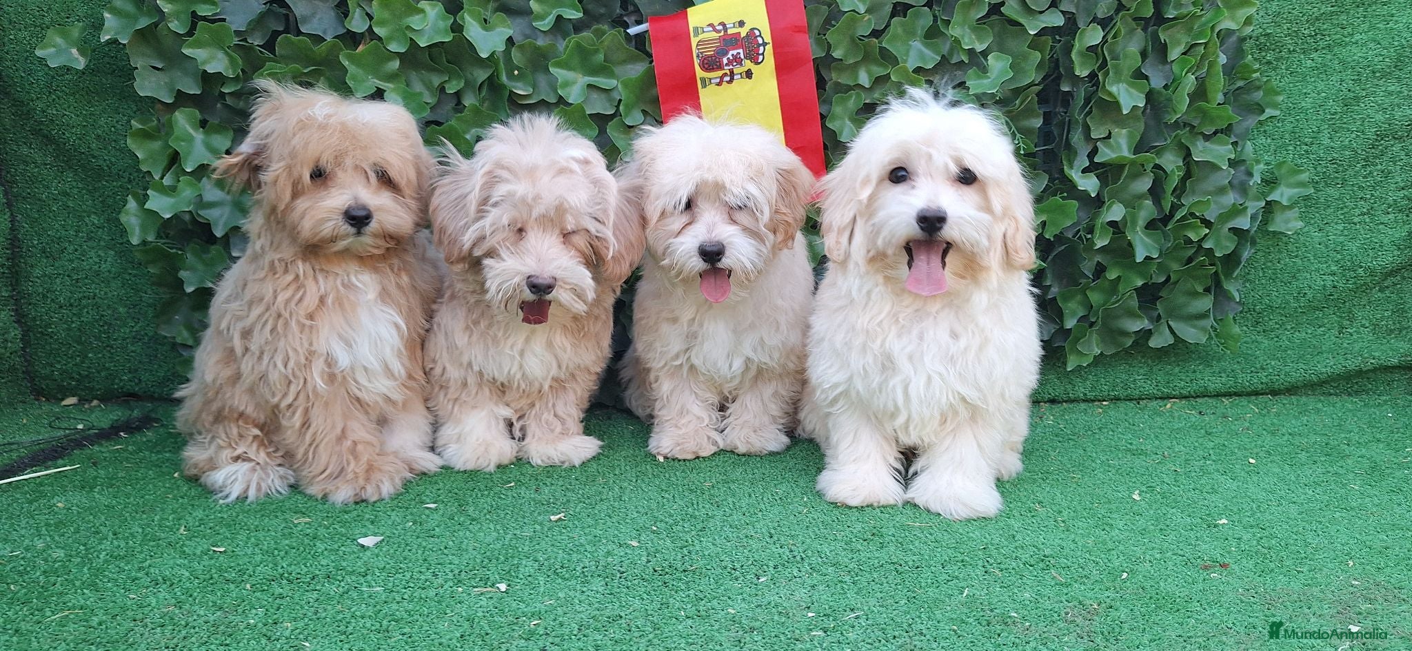 Maltipoo perros Maltipoo - Anuncio 1