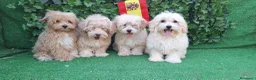 Maltipoo perros en venta: Maltipoo - Anuncio 1