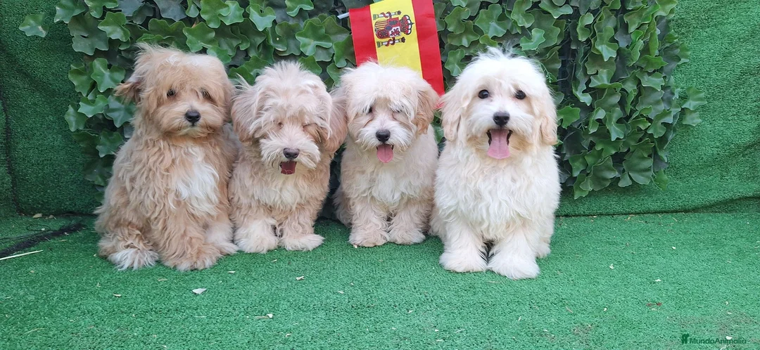 Maltipoo perros en venta: Maltipoo - Anuncio 1