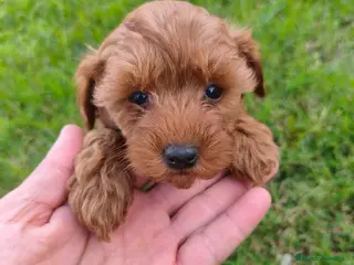 Maltipoo perros maltipoo - Anuncio 27