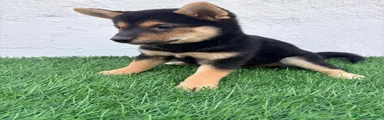 Shiba Inu 1