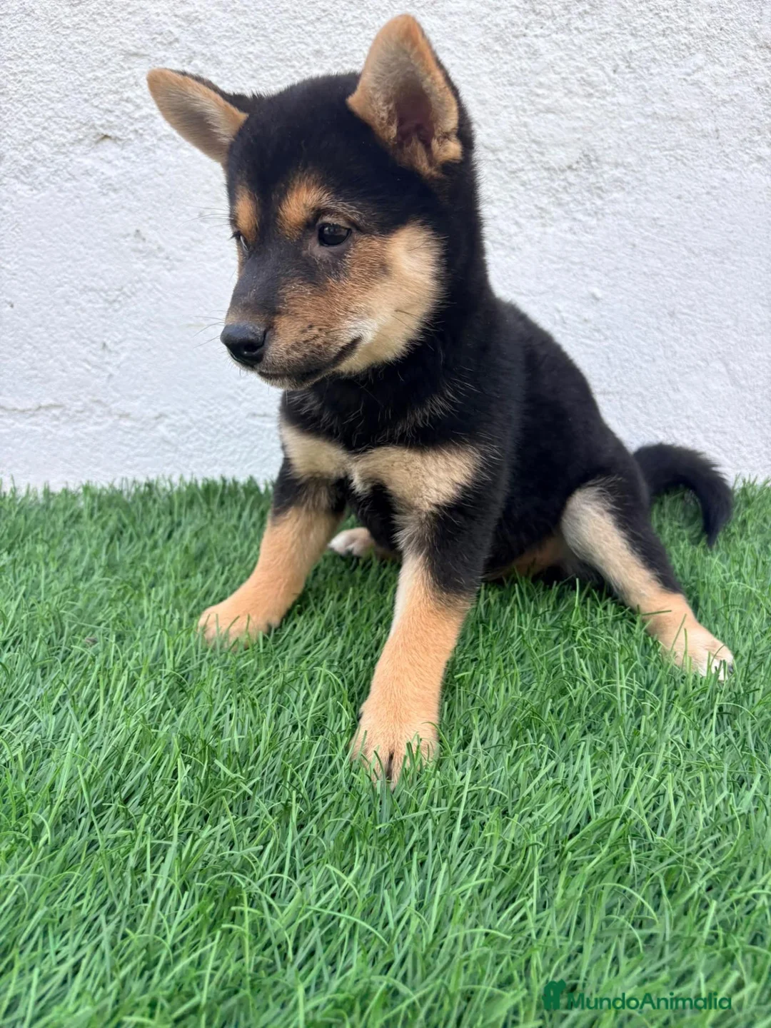 Shiba Inu perros en venta: Shiba Inu - Anuncio 2