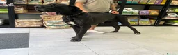 Dogo Alemán perros en venta: Cachorros de dogo alemán/ gran danés  - Anuncio 1