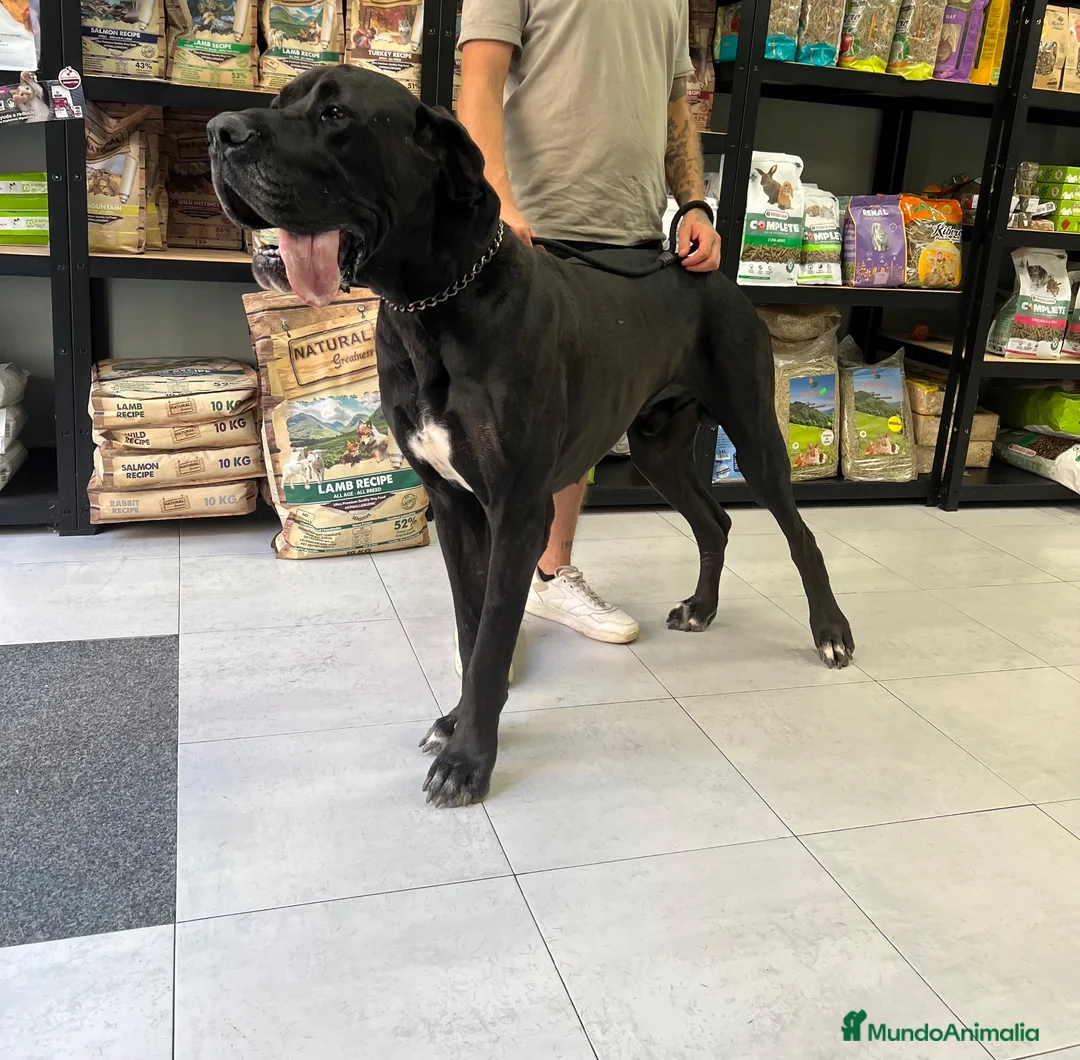 Dogo Alemán perros en venta: Cachorros de dogo alemán/ gran danés  - Anuncio 1