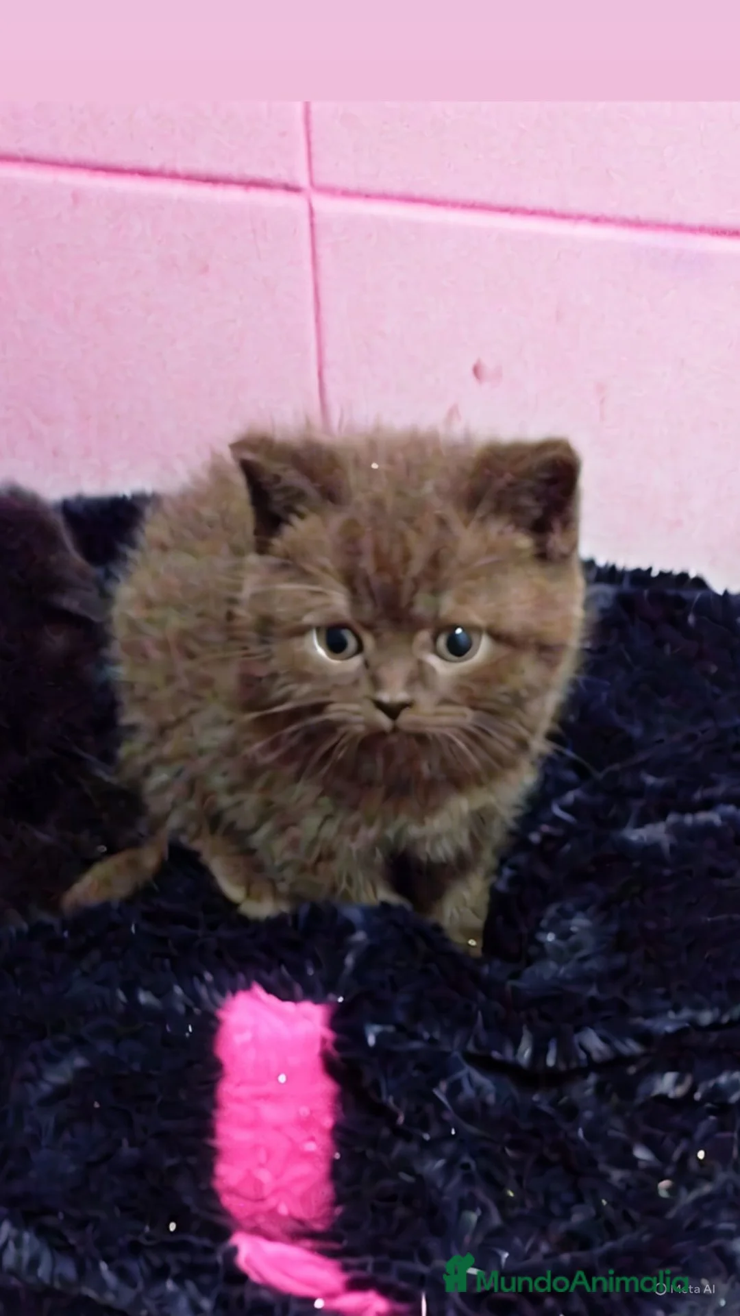 Británico de Pelo Corto gatos en venta: British shorthair  - Anuncio 4