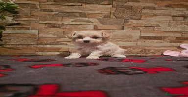 Maltipoo perros - Anuncio 9