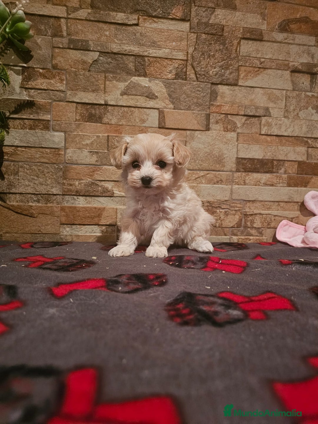 Maltipoo perros en venta: CAMADA DE MALTIPOO  - Imagen 3