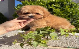Maltipoo perros en venta: Maltipoo - Imagen 6