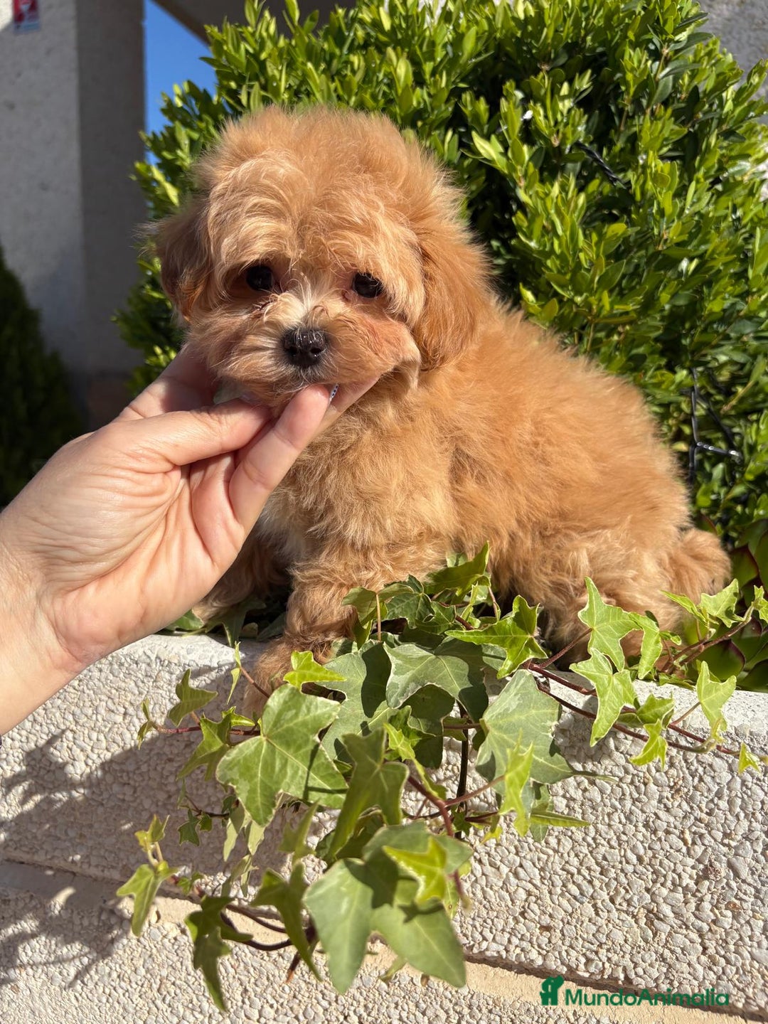 Maltipoo perros en venta: Maltipoo - Imagen 6