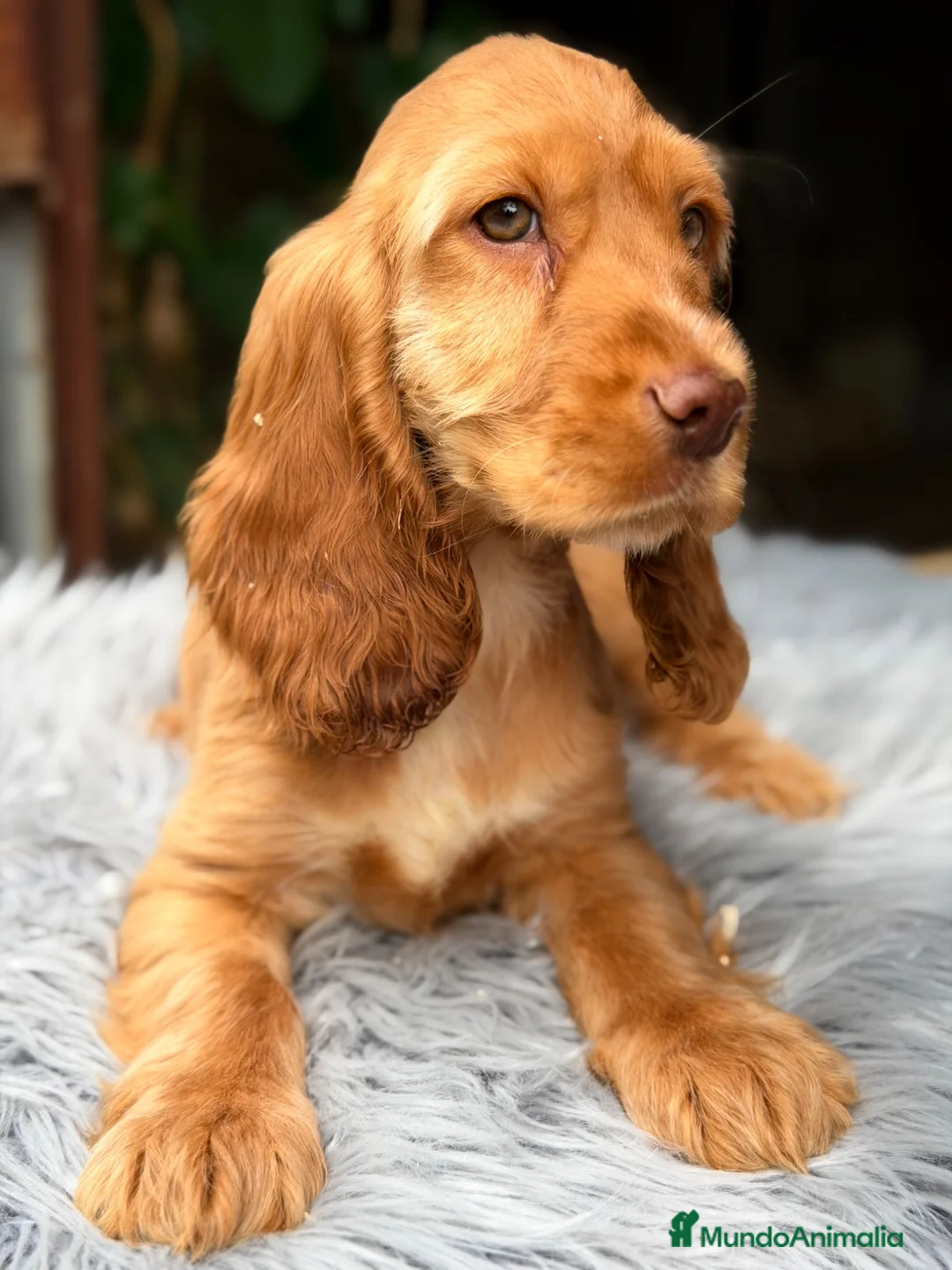 Cocker Spaniel Inglés perros en venta: Cocker inglés de gran calidad  - Anuncio 2