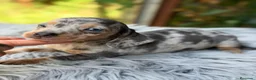 Teckel Miniatura perros en venta: Teckel Arlequin mini  - Anuncio 4