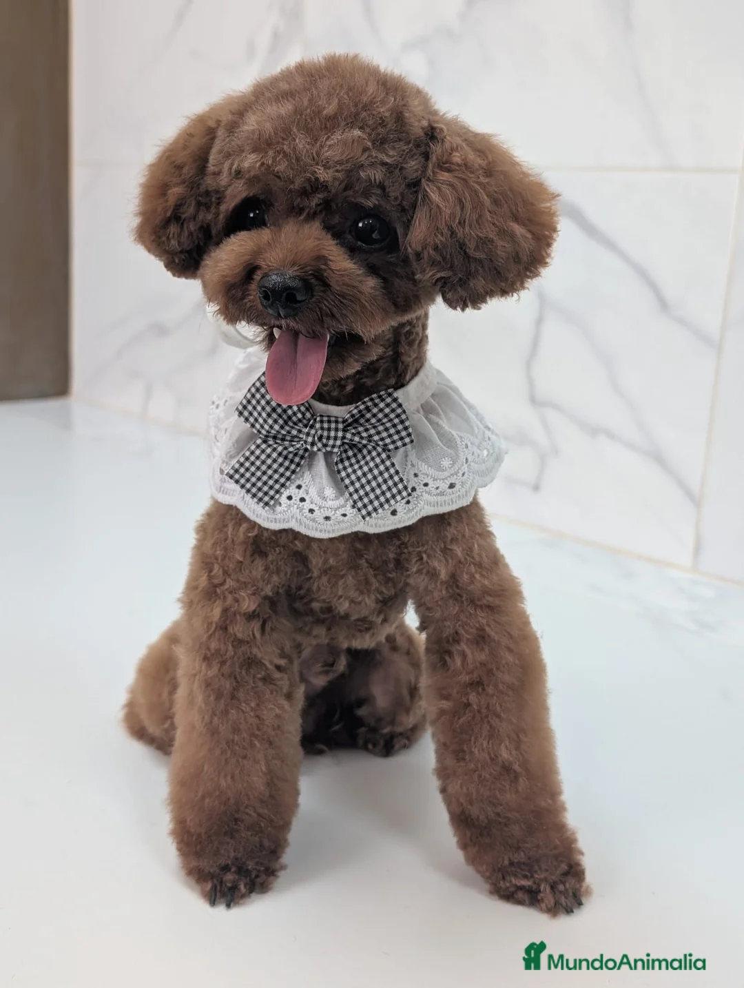 Caniche Toy perros en venta:  Caniche toy hembrita precio real - Anuncio 1