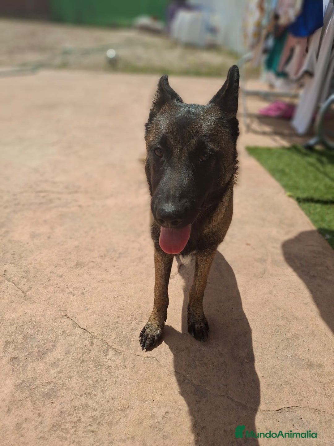 Pastor Belga Malinois perros en venta: Pastor belga malinois  - Imagen 2