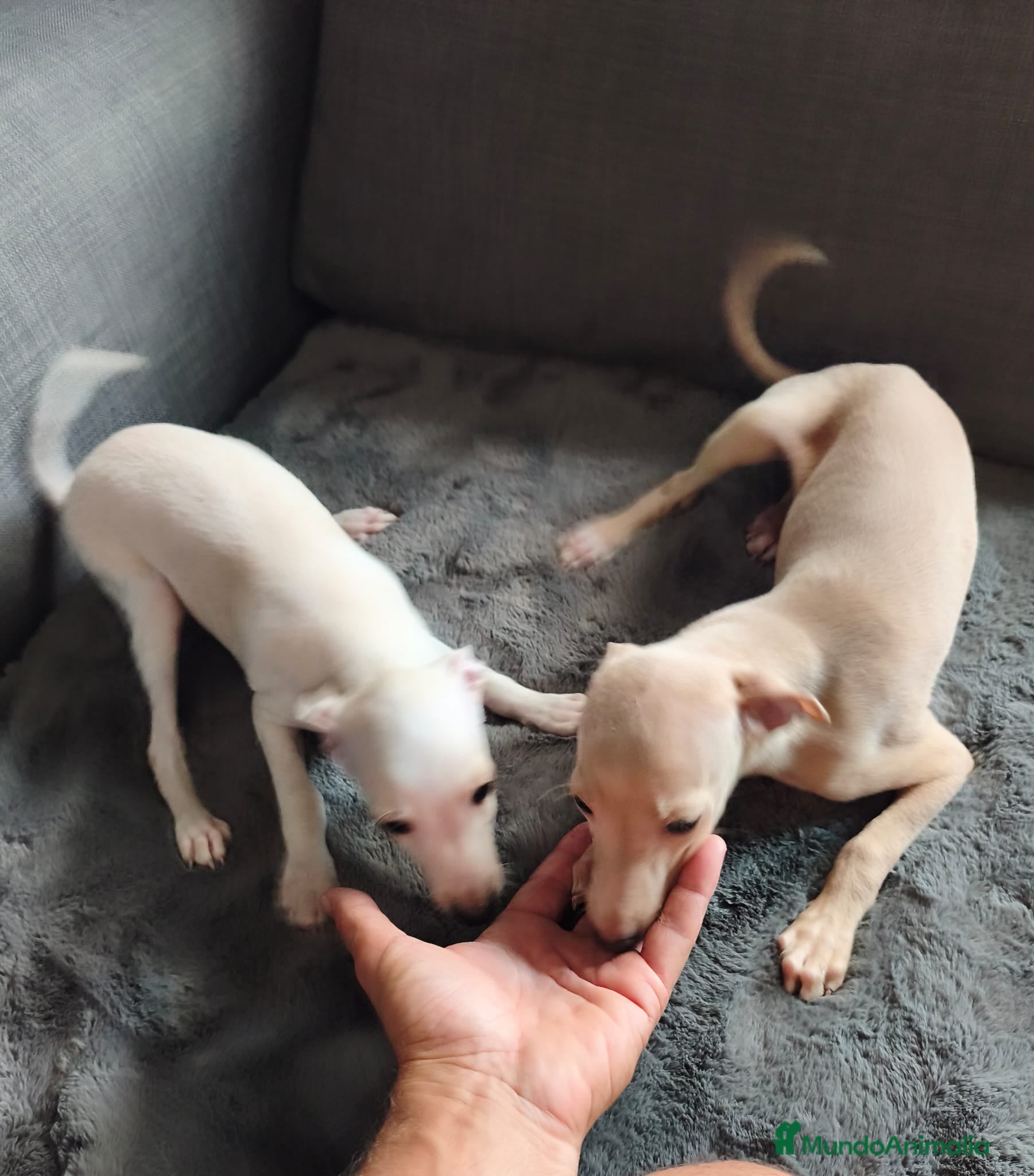 Pequeño Lebrel Italiano perros Galgo italiano. Crema e Isabela - Anuncio 3