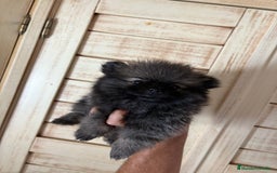 Pomerania perros en venta: Lulus de Pomerania hembras  - Imagen 1