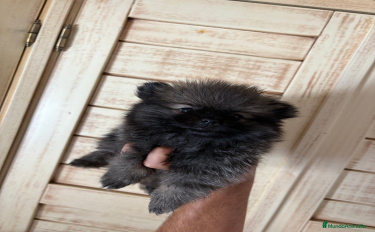 Pomerania perros - Anuncio 3