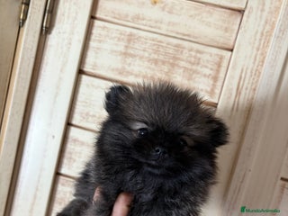 Pomerania perros - Anuncio 38