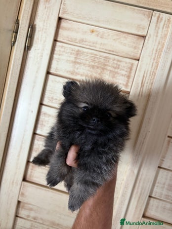 Pomerania perros - Anuncio 8