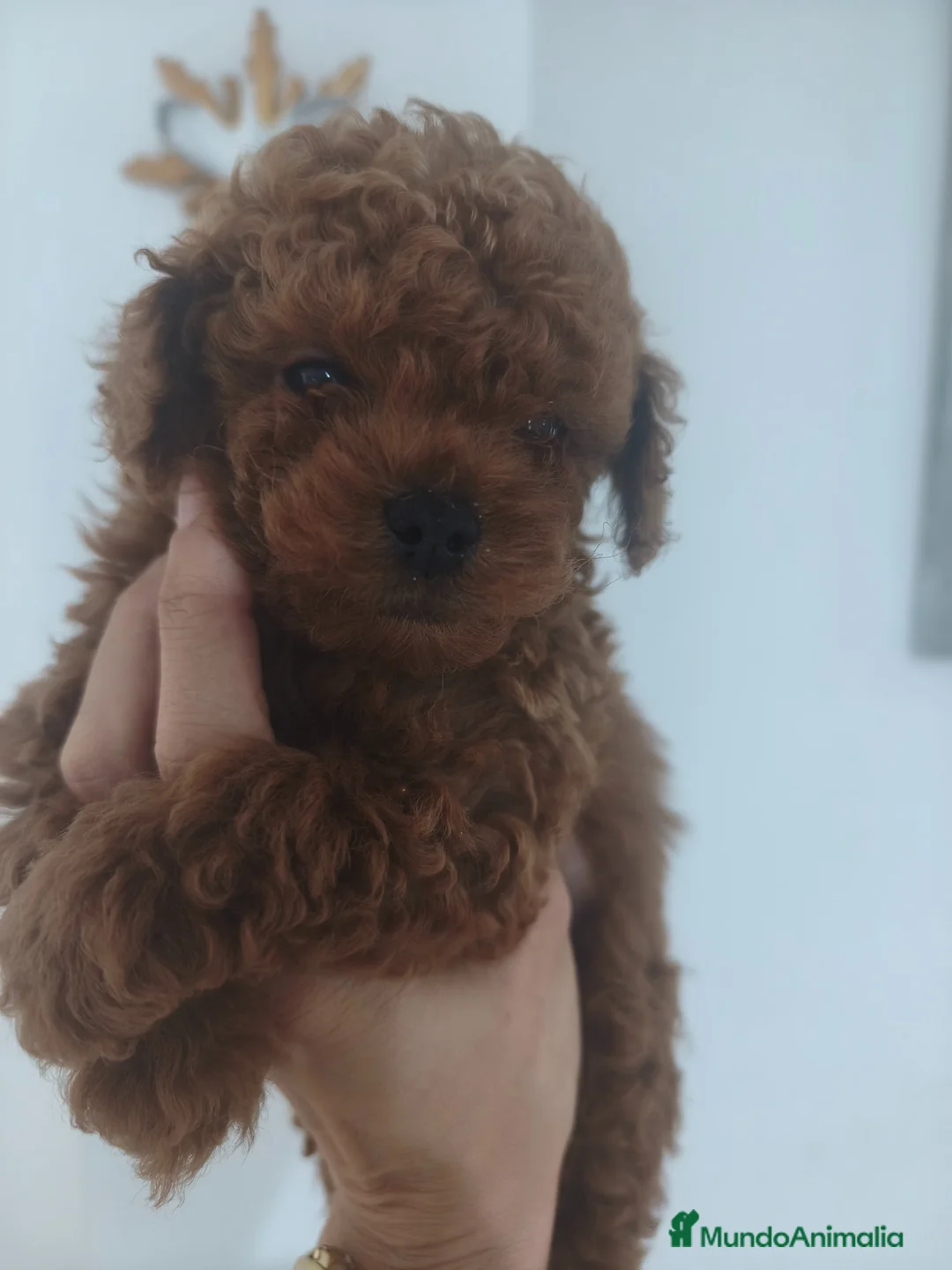 Caniche Toy perros en venta: Caniche Toy Macho Rojo - Anuncio 1
