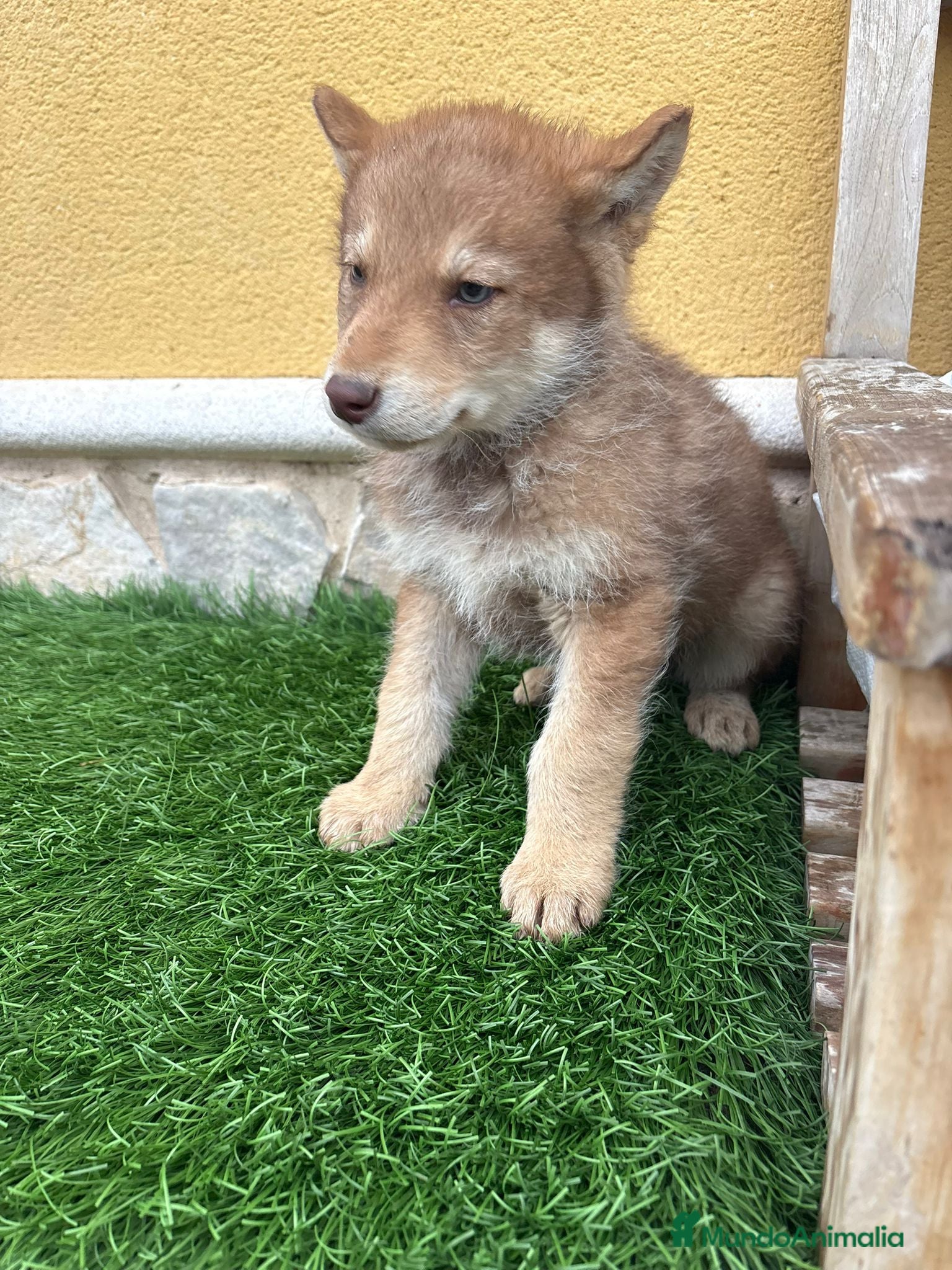 Perro Lobo de Saarloos perros Perro Lobo Iberico macho rojo  - Anuncio 2
