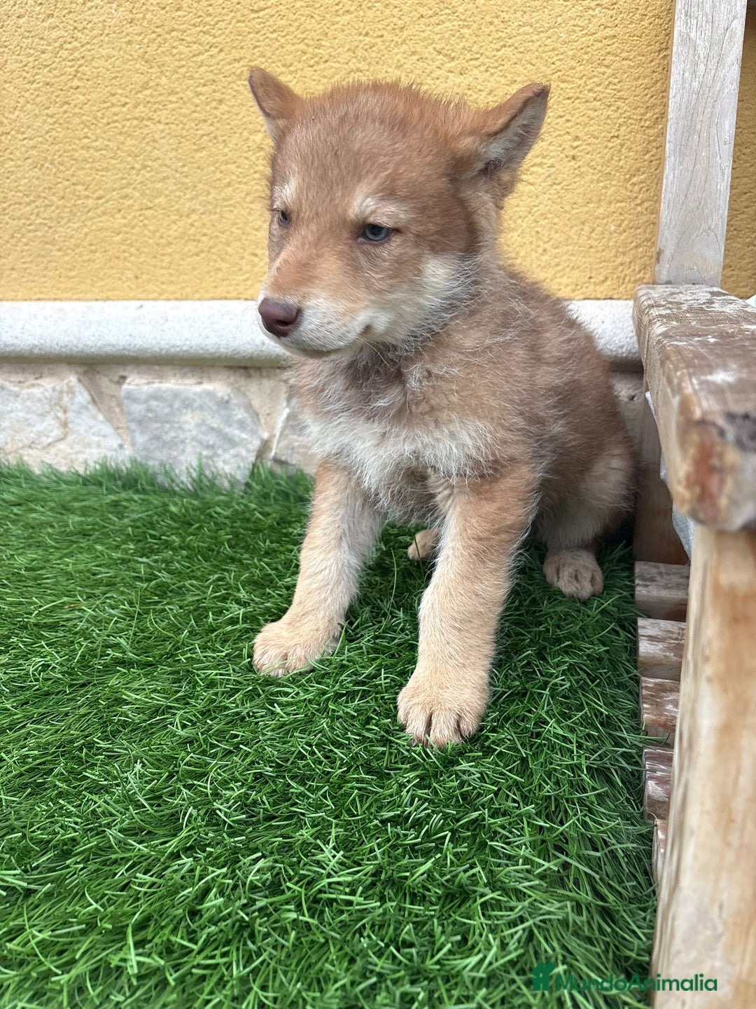Perro Lobo de Saarloos perros en venta: Perro Lobo Iberico macho rojo  - Anuncio 1