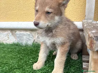 Perro Lobo de Saarloos perros Perro Lobo macho rojo - Anuncio 1