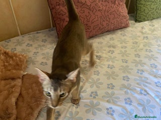 Abisinio gatos en Barcelona - Anuncio 7