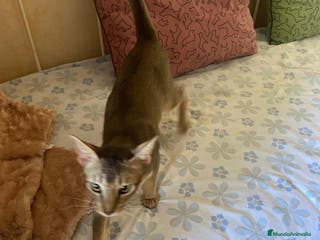 Abisinio gatos Gatitos ABISINIO - AQUANATURA en Barcelona - Anuncio 1